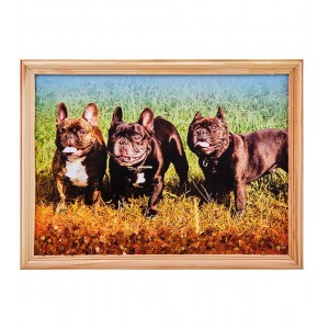 Картина Французские бульдоги (янтарная крошка)